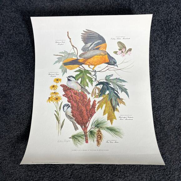 Arthur Singer Portfolio of Bird Prints Complete Set (8) - Vintage Botanical Art - Picture 10 of 16